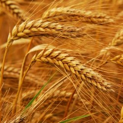 Протеины пшеницы, 50 мл