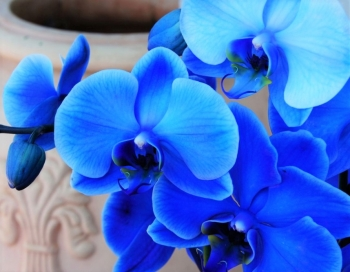 Орхидея Голубая - отдушка косметическая