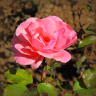 Болгарская роза - отдушка косметическая