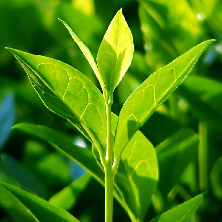 Чайное дерево - эфирное масло