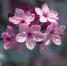 Гранат и вишневый цветок - отдушка косметическая