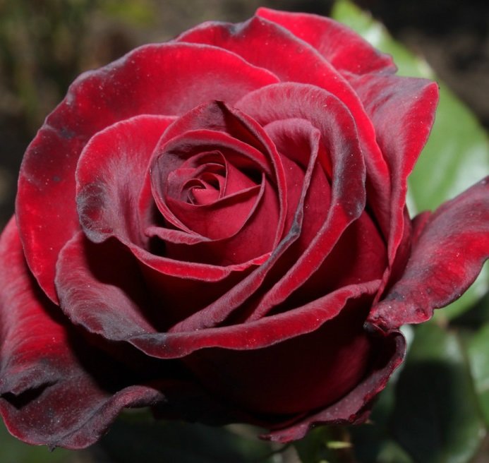 Бархатная роза - отдушка косметическая